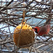 - Set of 3 Squirrel Proof Bird Feeders for outside - Bonus Ebook and Bird Attraction Audio Included - Squirrel Resistant Bird Feeders